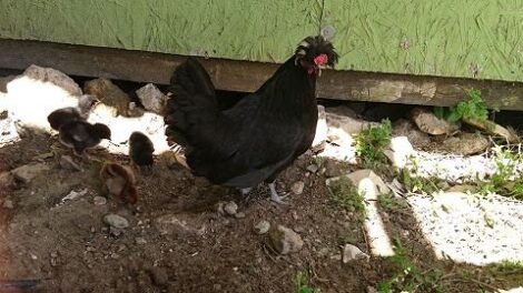 Garlic As Holistic Remedy for Poultry Image